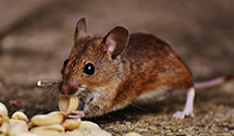 24 Hour & Emergency Exterminators in Capon Springs, WV